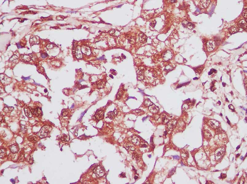 Purified Anti-Human CD47 Antibody[CC2C6D4]-产品推荐-1