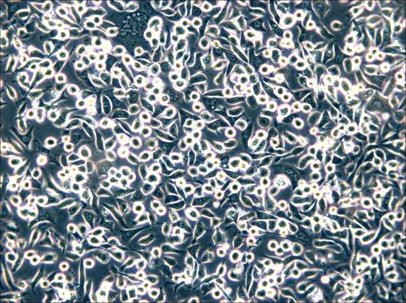 SNU-601 Cell Complete Medium - small - 5