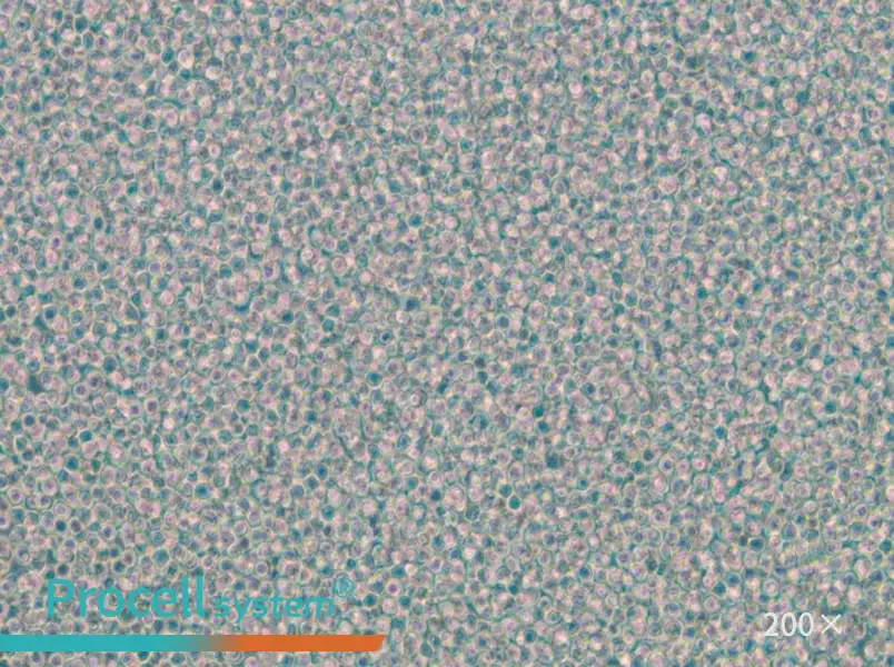 EOL-1 Cell Complete Medium - 4