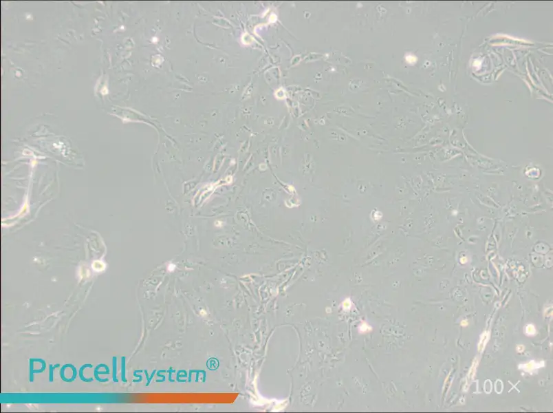 MKN-7 [MKN7; MKN 7] Cell Complete Medium - 2