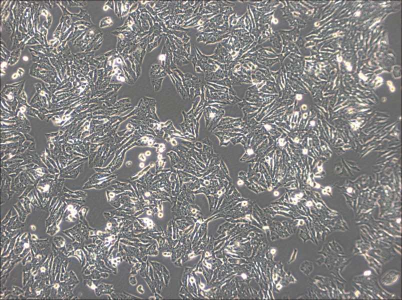 Y1 [Y-1] Cell Complete MediumY1 [Y-1] Cell Complete Medium - 2