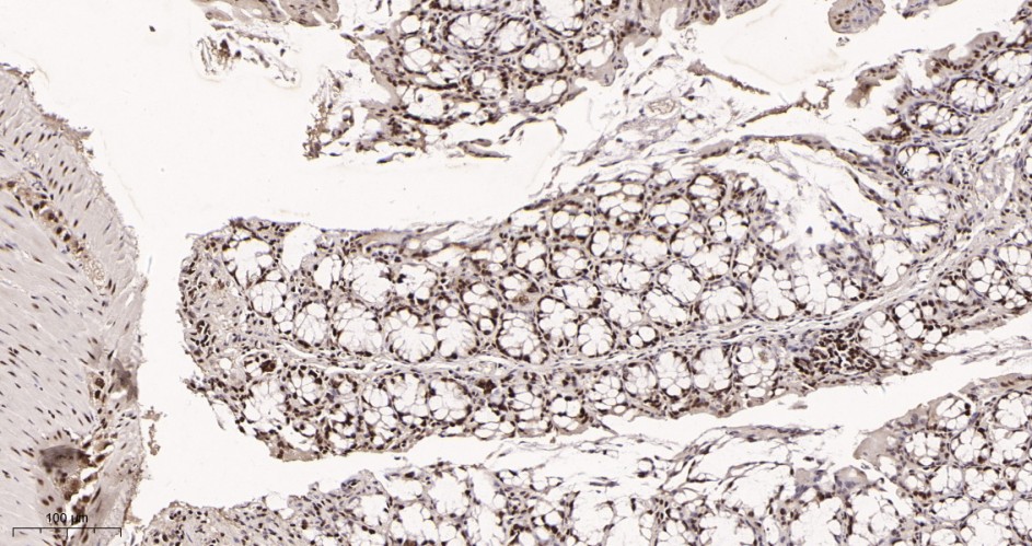 Recombinant KAP1 Monoclonal Antibody - small - 3