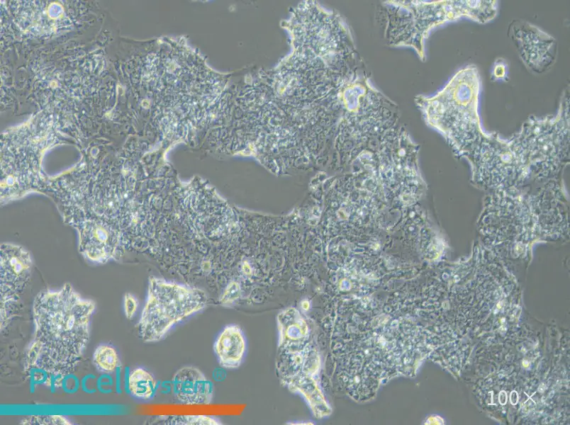 SW1463 Cell Complete MediumSW1463 Cell Complete Medium - 2