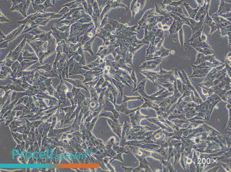 TT Cell Complete Medium - 6