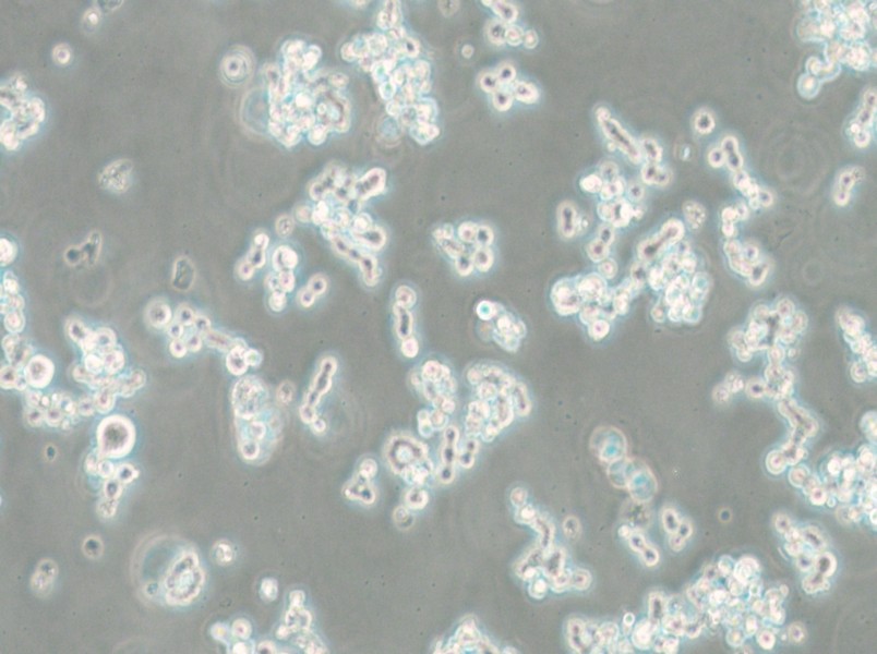 NCI-H82 [H82] Cell Complete Medium - small - 5