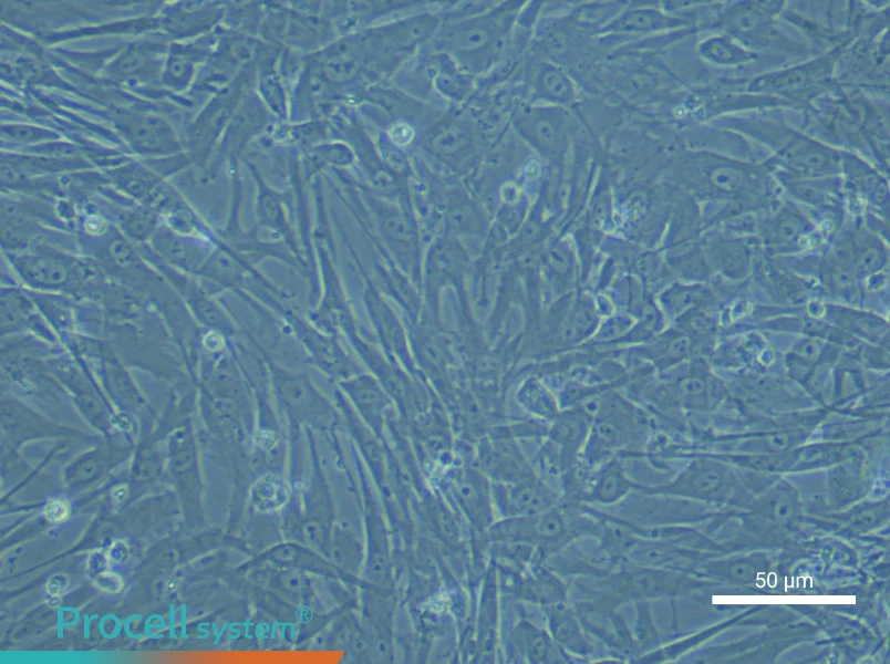 Human Preadipocyte Complete Medium - small - 5