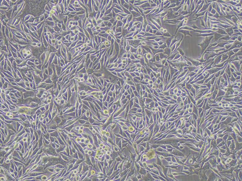 MP41 Cell Complete MediumMP41 Cell Complete Medium - 3