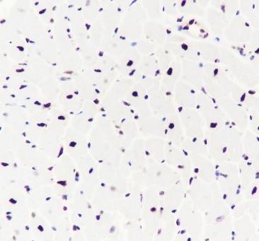 Recombinant ILF3 Monoclonal Antibody - small - 9