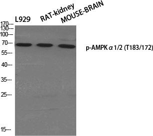 Western Blot analysis of various cells using Phospho-AMPK alpha1/2 (Thr183/172) Polyclonal Antibody at dilution of 1:500