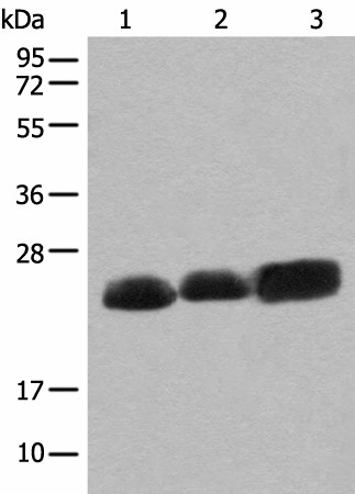 Western blot analysis of Mouse brain tissue Rat brain tissue and Human cerebrum tissue lysates  using CEND1 Polyclonal Antibody at dilution of 1:500