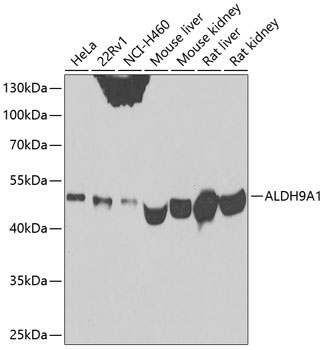 Western blot analysis of extracts of various cell lines using ALDH9A1 Polyclonal Antibody at 1:500 dilution.