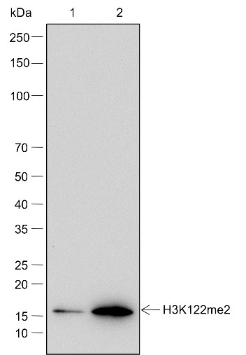 Recombinant Histone H3 (Di Methyl Lys122) Monoclonal Antibody - small - 4