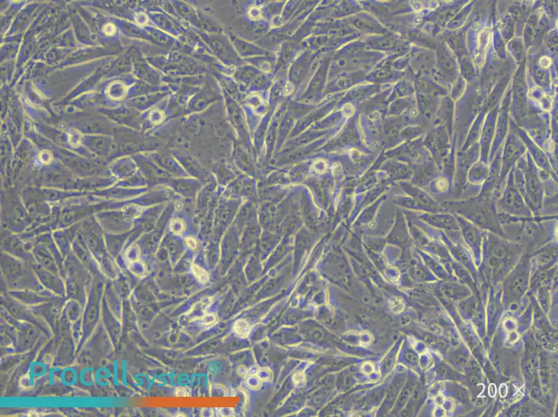 A101D Cell Complete Medium - 4