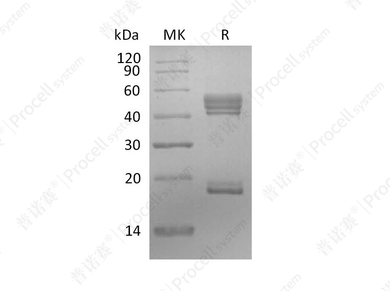 https://789.bio/ec/8KxWWL