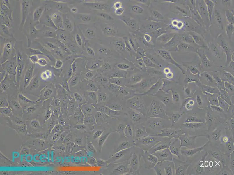 U-2 OS [U2OS] Cell Complete Medium - small - 4