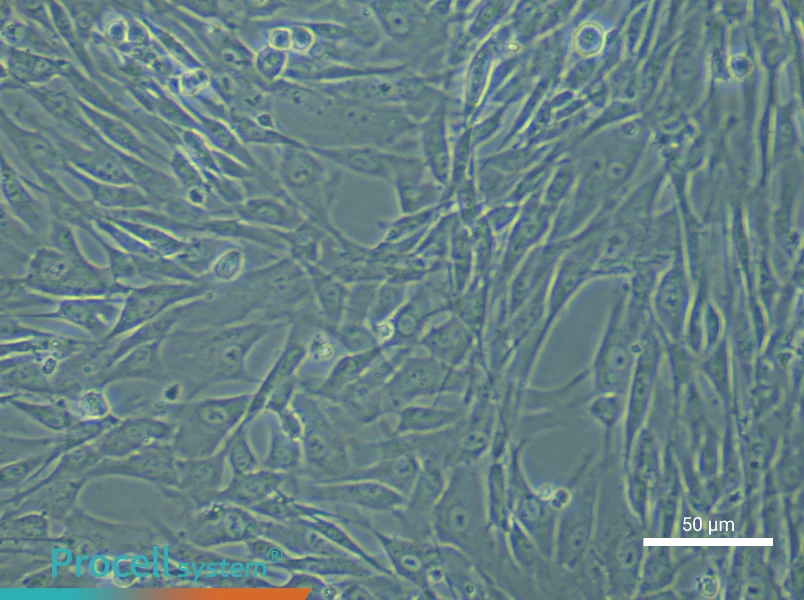 Human Umbilical Cord Blood Mesenchymal Stem Cell Complete Medium - 4