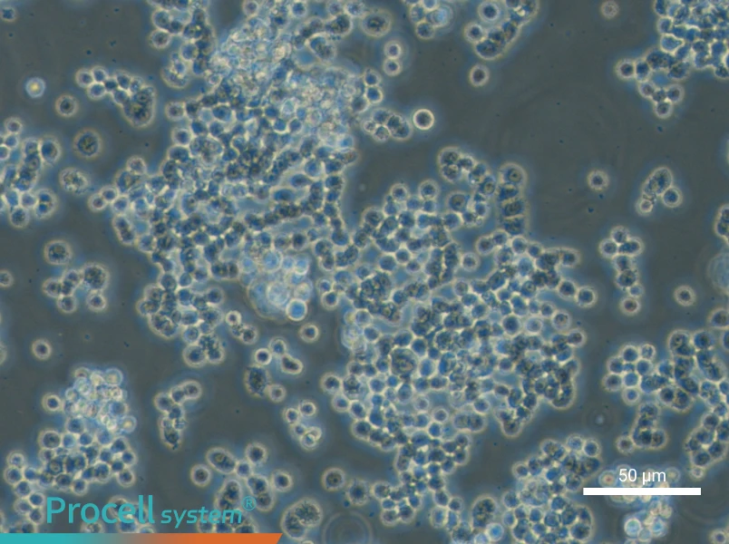 GH3 Cell Complete Medium - small - 4