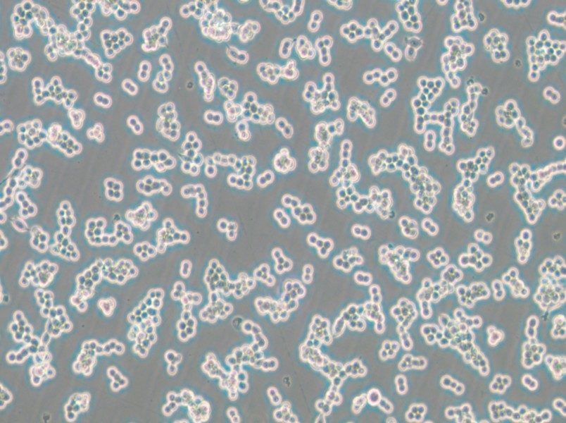 RAW 264.7-LUC Cell Complete Medium - small - 4