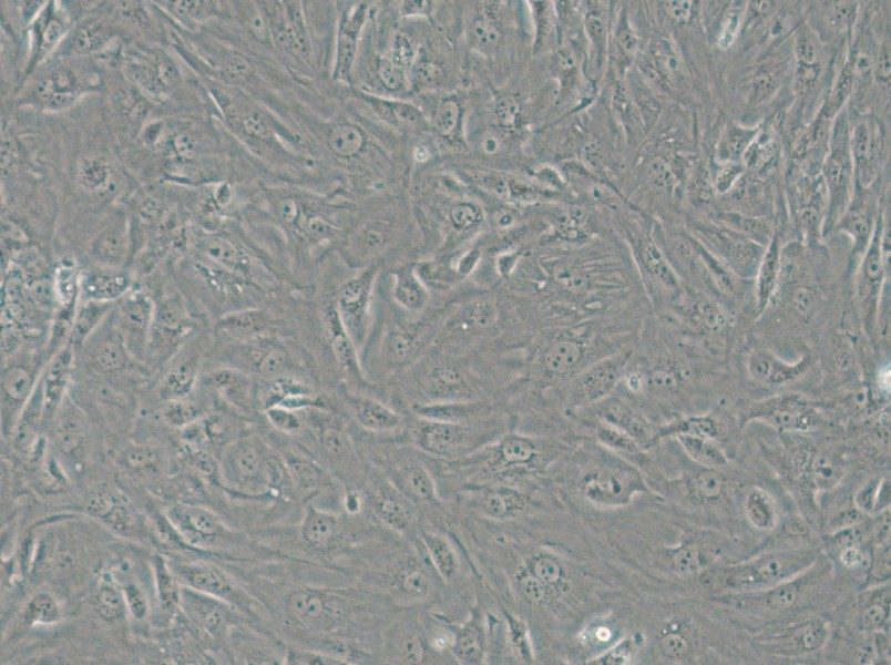 SW1710 (L15) Cell Complete Medium - small - 4