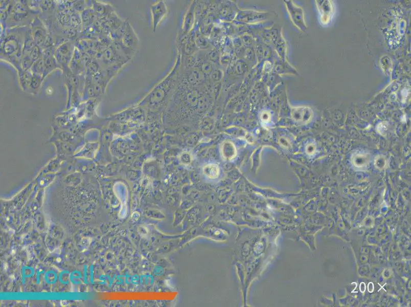 NCI-H441 Cell Complete Medium - small - 4