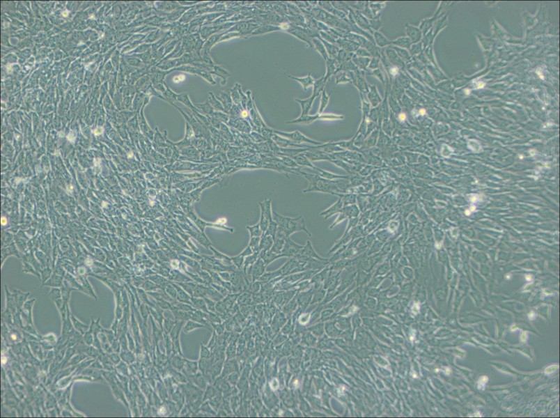 C2C12 Cell Complete Medium - 2