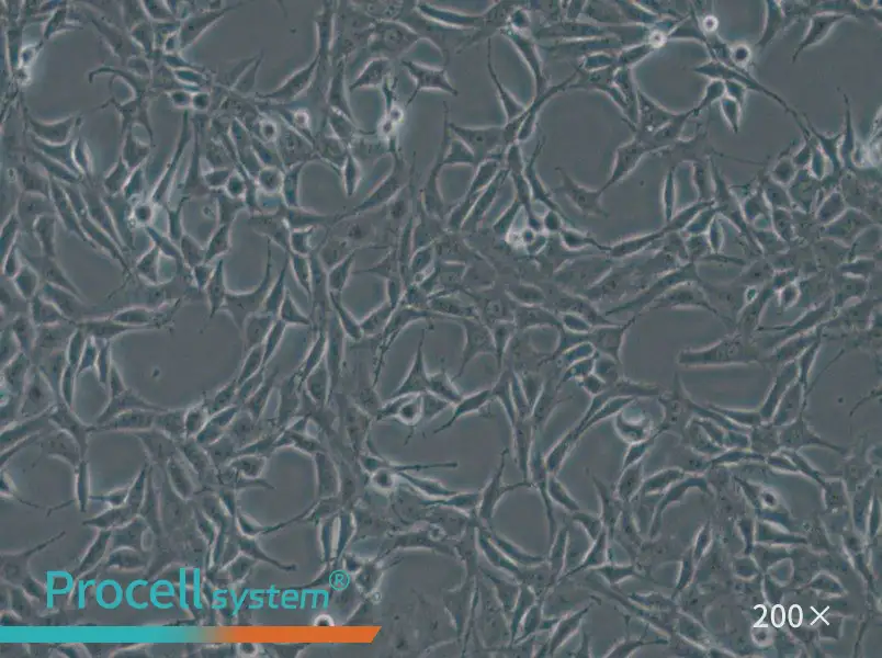 B104 Cell Complete Medium - small - 6