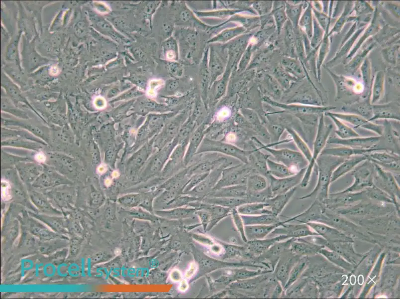 A2058 Cell Complete Medium - small - 6