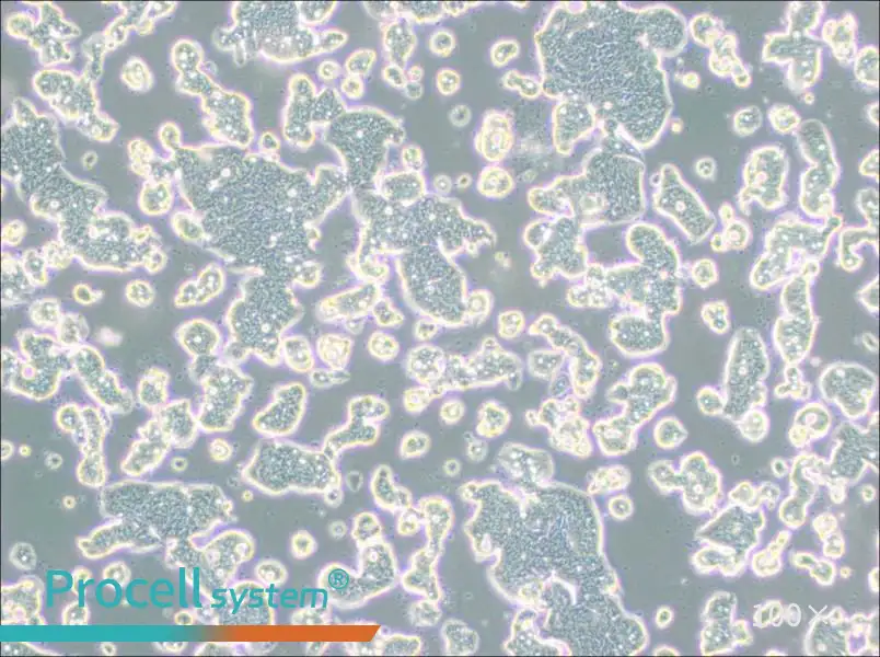 LS513 Cell Complete Medium - 2