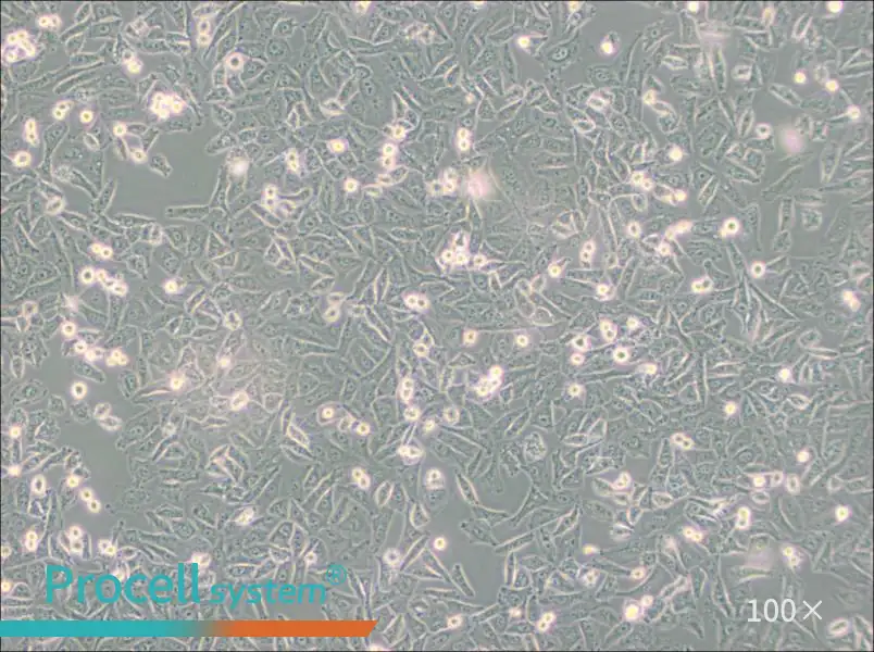 NCI-H1703 Cell Complete Medium - 3