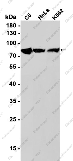 Recombinant KRIT1 Monoclonal Antibody - 1