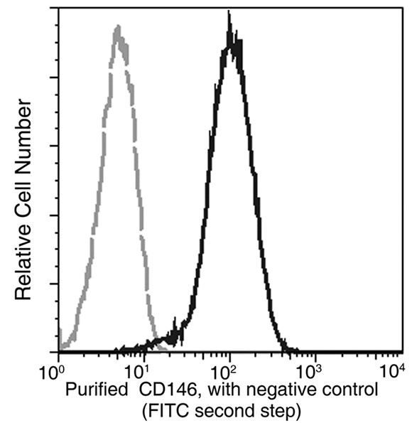 Recombinant CD146/MCAM Monoclonal Antibody - small - 4