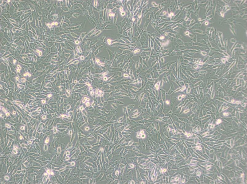 UM-UC-3 Cell Complete Medium - 2