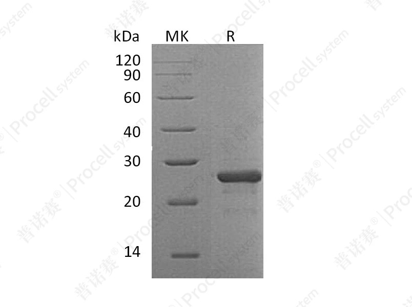 https://789.bio/ec/8O8RpS