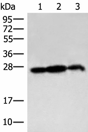 Western blot analysis of 293T cell and Rat brain tissue lysates  using PDAP1 Polyclonal Antibody at dilution of 1:400