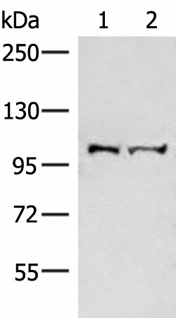 Western blot analysis of Mouse brain tissue and Jurkat cell lysates  using EFTUD2 Polyclonal Antibody at dilution of 1:550