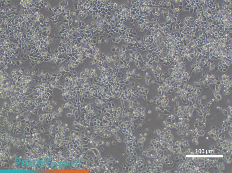 NCI-H1581NCI-H1581 - 2