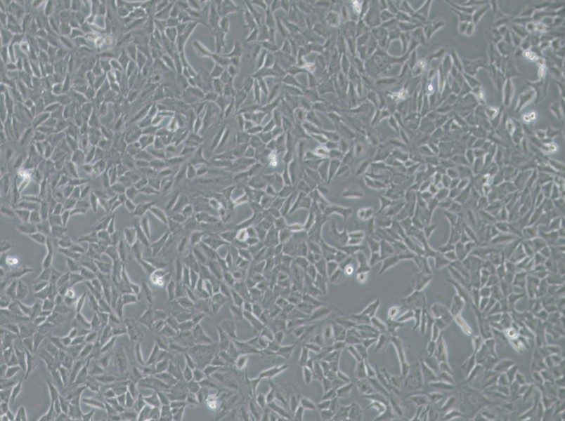 Py230 Cell Complete MediumPy230 Cell Complete Medium - 2