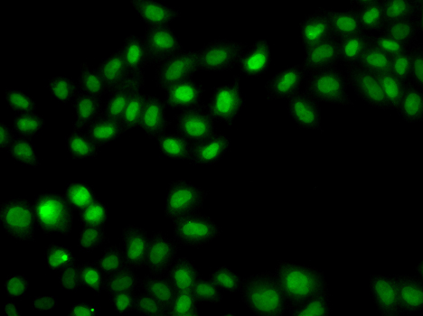 Immunofluorescence analysis of A549 cells using SULT2B1 Polyclonal Antibody