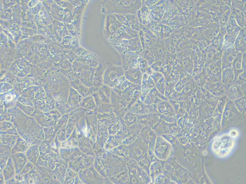 A-704 Cell Complete Medium - 4