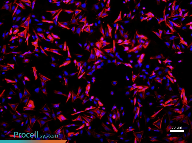 Rat Small Intestinal Smooth Muscle Cells - 1