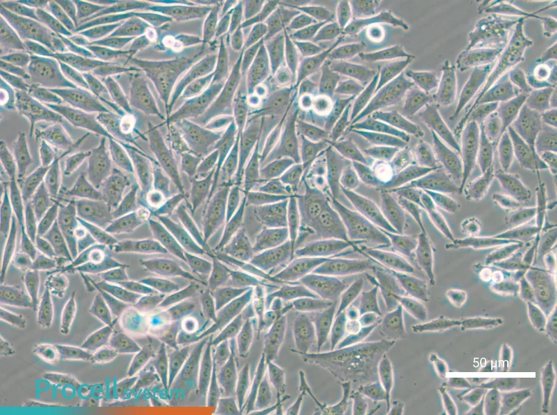 PC-3-GFP - 8