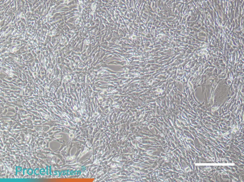 Mouse Bone Marrow Mesenchymal Stem Cell Complete Medium - 2
