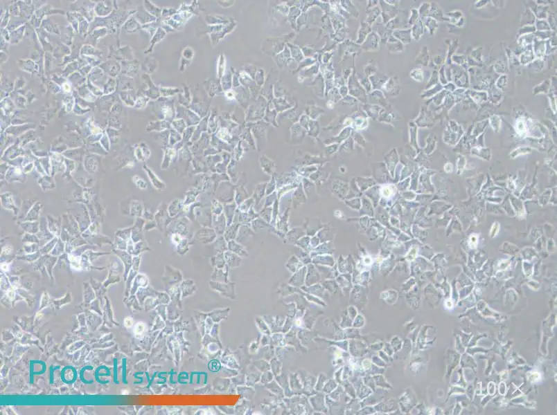 Hep 3B2.1-7 Cell Complete Medium - 2