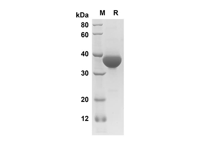 Recombinant Human EGF Protein(Fc Tag)-1