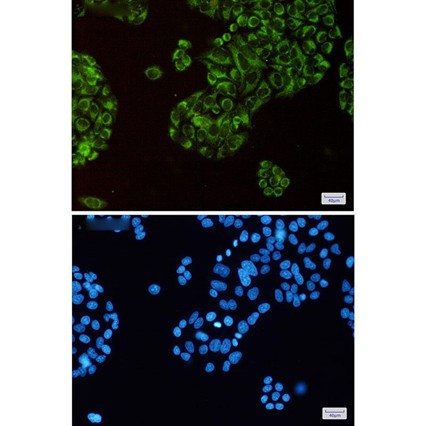 Recombinant Thioredoxin-2/TXN2 Monoclonal Antibody - small - 4