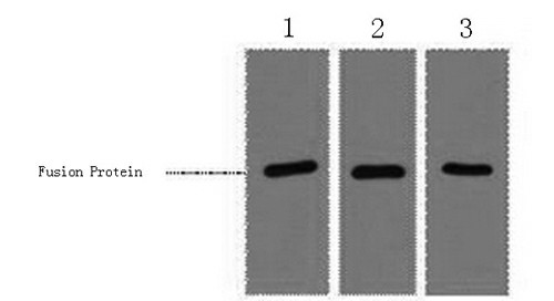 Western Blot analysis of 1ug RFP fusion protein using RFP-Tag Monoclonal Antibody at dilution of 1) 1:3000 2) 1:5000 3) 1:10000.