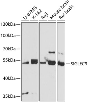 Western blot analysis of extracts of various cell lines using SIGLEC9 Polyclonal Antibody at 1:3000 dilution.
