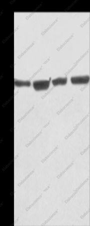 KLF11 Polyclonal Antibody - 1