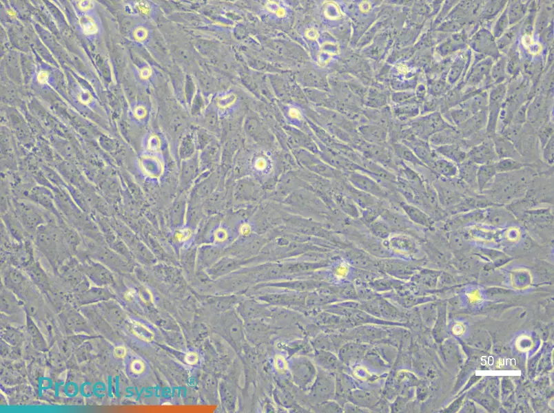 Porcine Bone Marrow Mesenchymal Stem Cell Complete Medium - 4