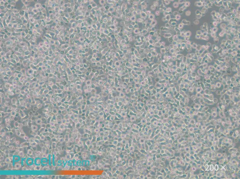 ST486 Cell Complete Medium - 6